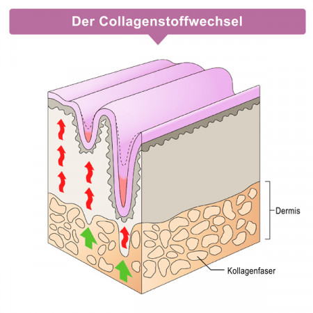 Figurella Kollagen Pulver Pfirsich