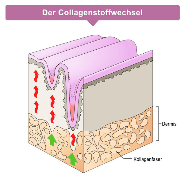 Figurella Kollagen Pulver Pfirsich